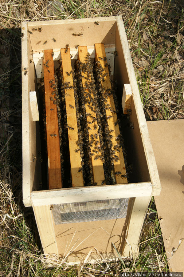 Пчеловодческий сезон начинается Любинский, Россия