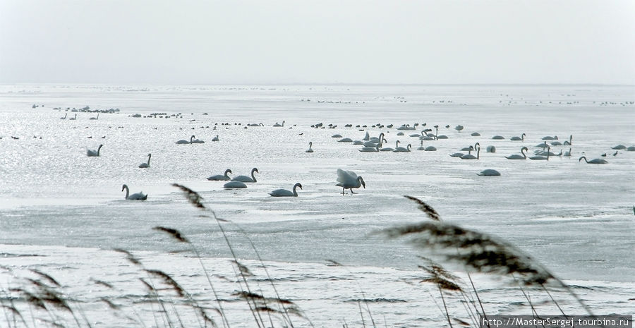 Лиепайском озере стаями поселяются лебеди-шипуны – там может быть до 5000 птиц.Лиепайское озеро – уникальное место. Теплыми зимами лебедям здесь очень нравится. Даже если другие места замерзают, Лиепайское озеро остается свободным ото льда. Причем оно достаточно мелкое, чтобы птицам был легко доступен корм – водоросли. Столь большой концентрации лебедей нет ни на одном другом озере Латвии, возможно, она самая большая в Балтии. Лиепая, Латвия