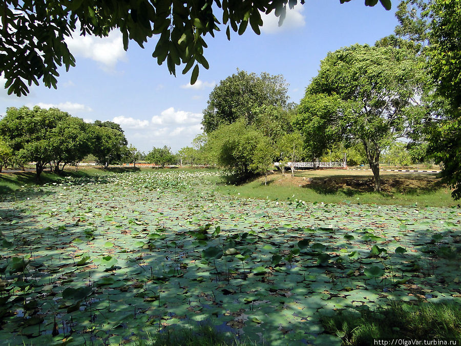 С одной стороны комплекс окружает заросший лотосами пруд Анурадхапура, Шри-Ланка