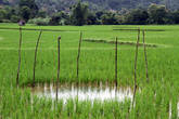 Лужа на рисовом поле