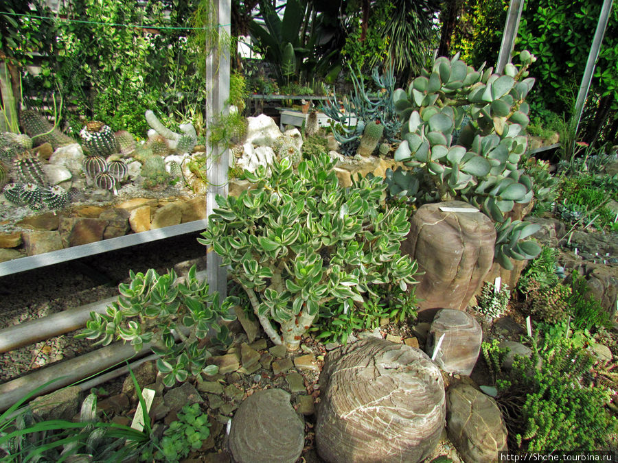 Оранжерея кактусов Никита, Россия