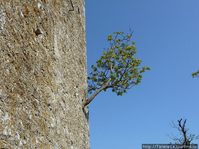 Деревце проросло в руинах Деревце проросло в руинах