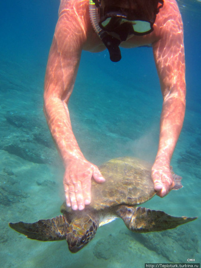 Морская черепаха, Каплумба, Каретта-Каретта,  в Турции Алания, Турция