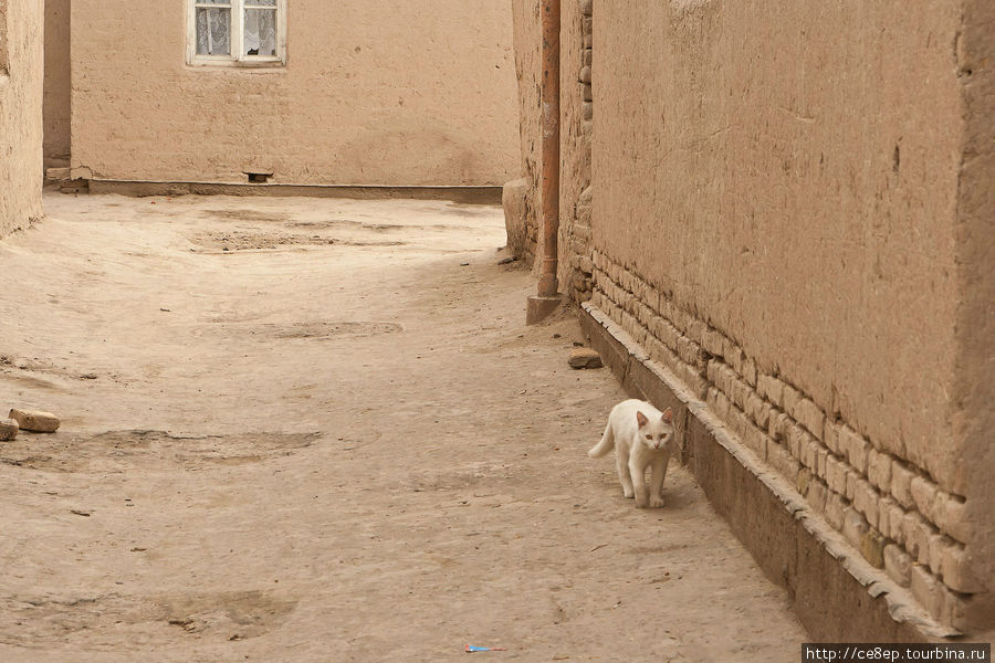 Белый кот, очень вписывается в антураж Хива, Узбекистан