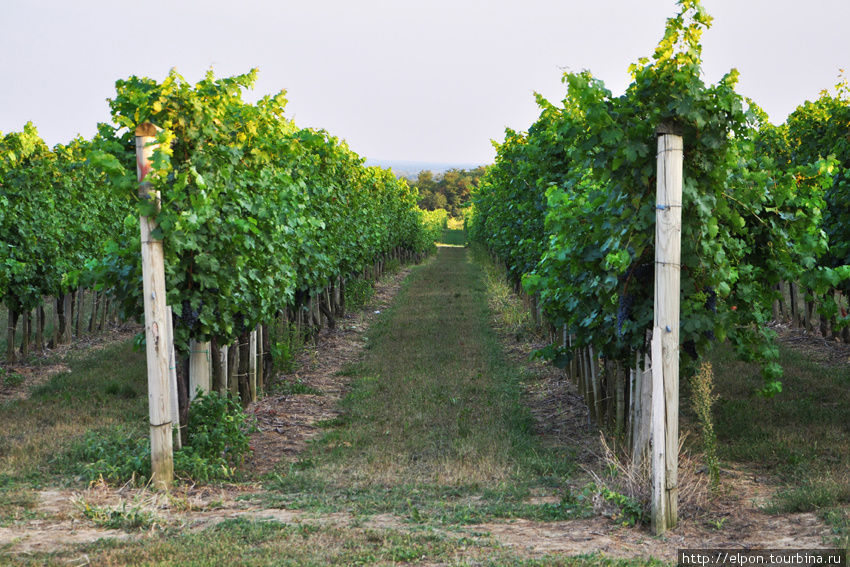Виноград и вино Залакарош, Венгрия