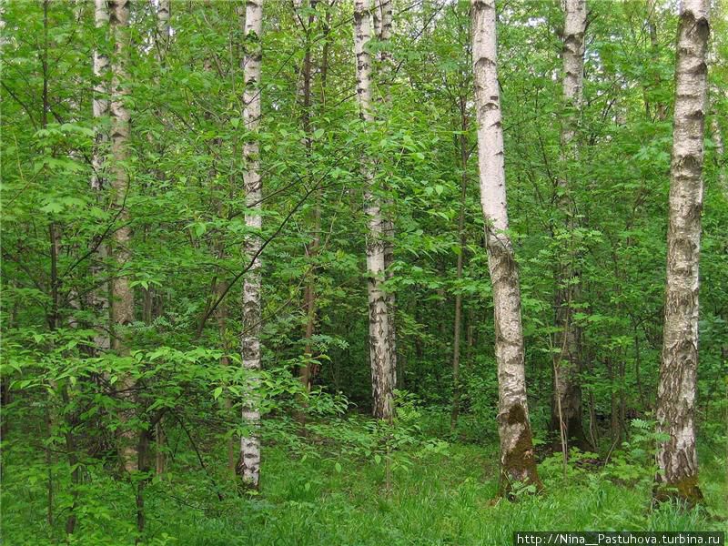 Гимн берёзе Россия Гимн берёзе Россия