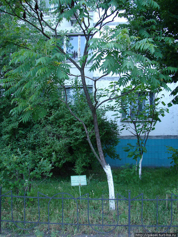 1.Уксусное дерево Киев, Украина