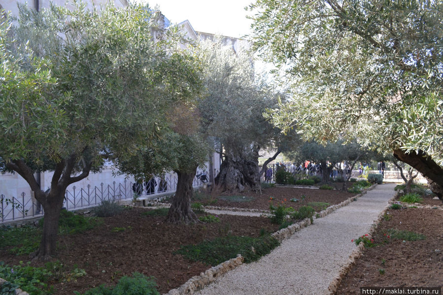 Эти деревья явно помоложе Иерусалим, Израиль