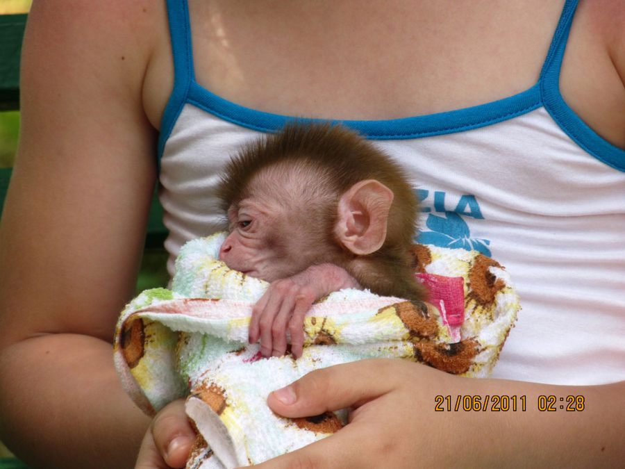 На руках моей кресницы — недельная обезьянка макака резус Сухум, Абхазия