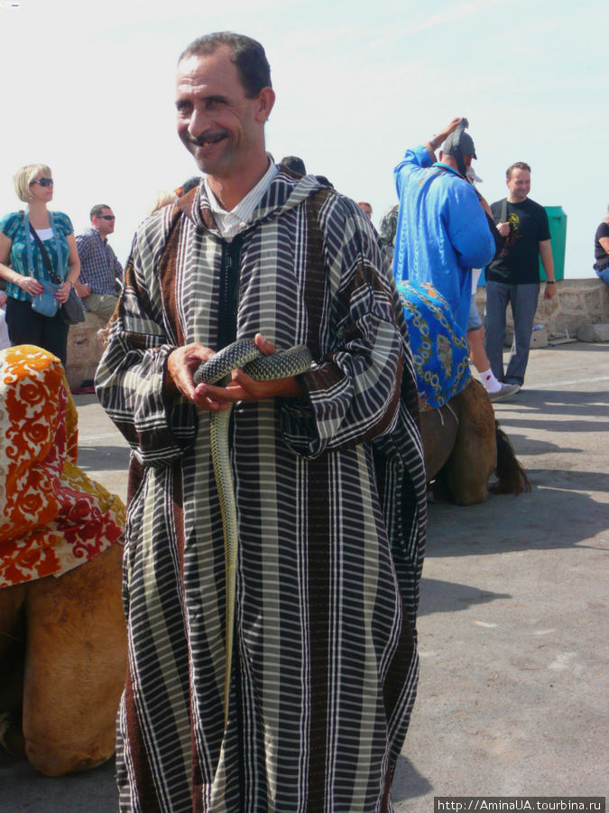 человек, предлагающий змей Марокко