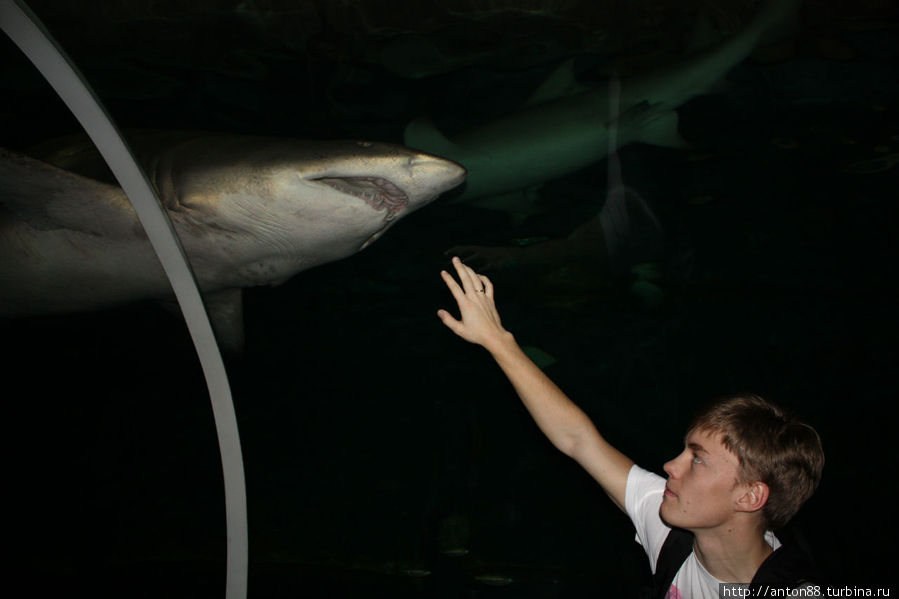 С акулой за стеклом!