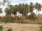 Пальма за бетонным забором, именно её посадил Саддам Хуссейн.