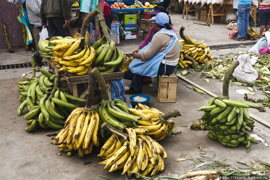 Огромные кормовые бананы Сакисили, Эквадор