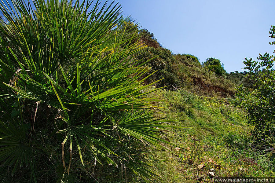 Пальмы здесь в горах растут как грибы Пальмы здесь в горах растут как грибы