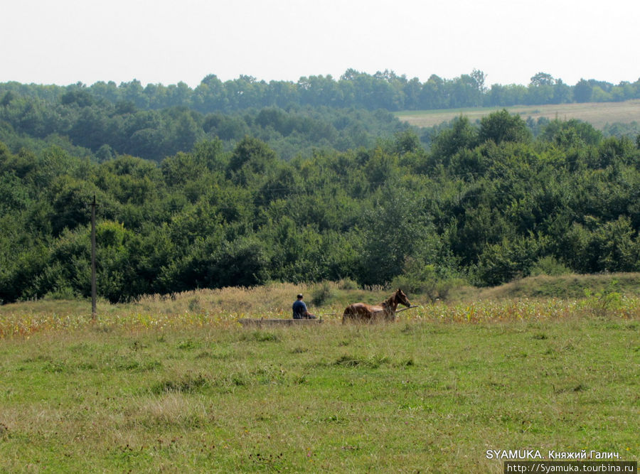 Лошадка на лугу. Крылос, Украина
