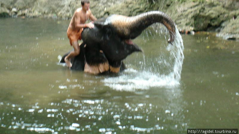 Купание со слоном-неописуемые ощущения Таиланд