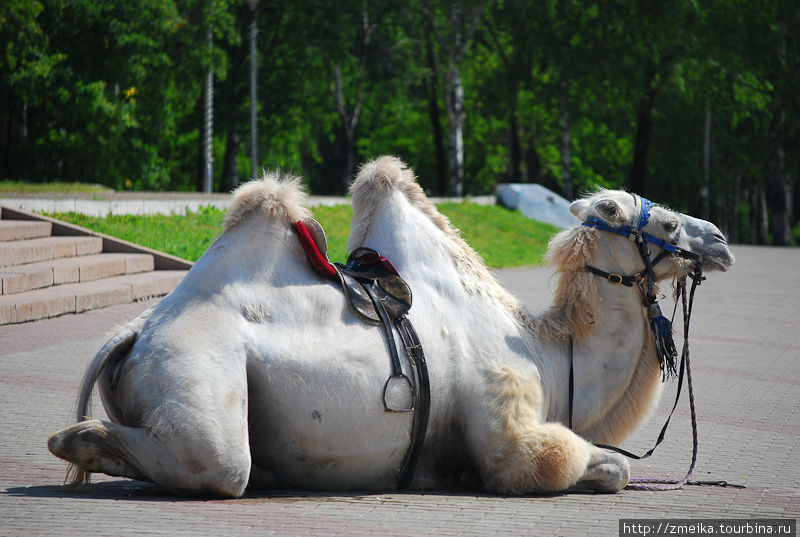 Северный верблюд Сыктывкар, Россия