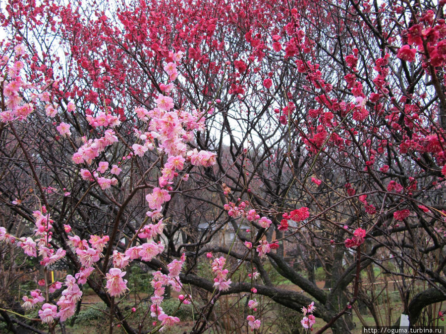 Байрин парк - старый парк с цветущей японской сливой в Гифу
