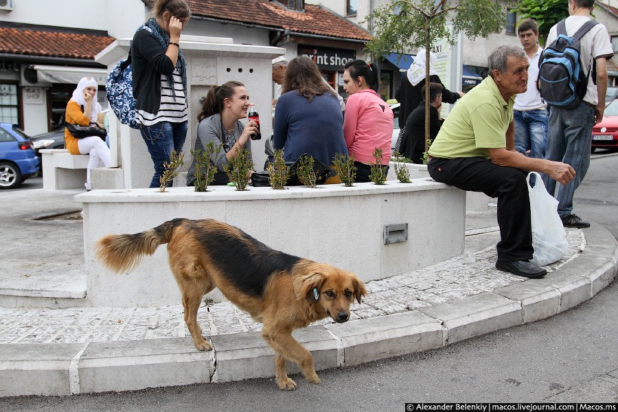 Все бездомные животные поставлены на учет, на уши вешают бирку. Сараево, Босния и Герцеговина