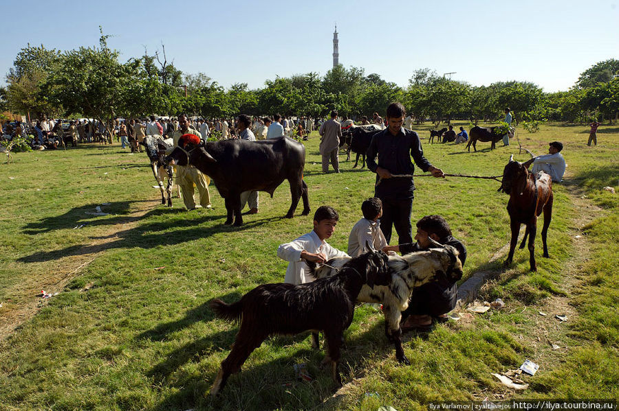 Рынок скота. Завтра всех этих коров, баранов и овец принесут в жертву. Исламабад, Пакистан