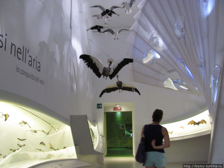 Музей естественной истории / Museo di Storia Naturale