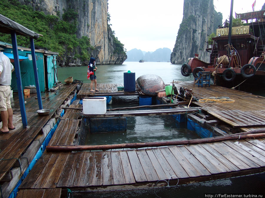 Здесь держат выловленную рыбу Халонг бухта, Вьетнам
