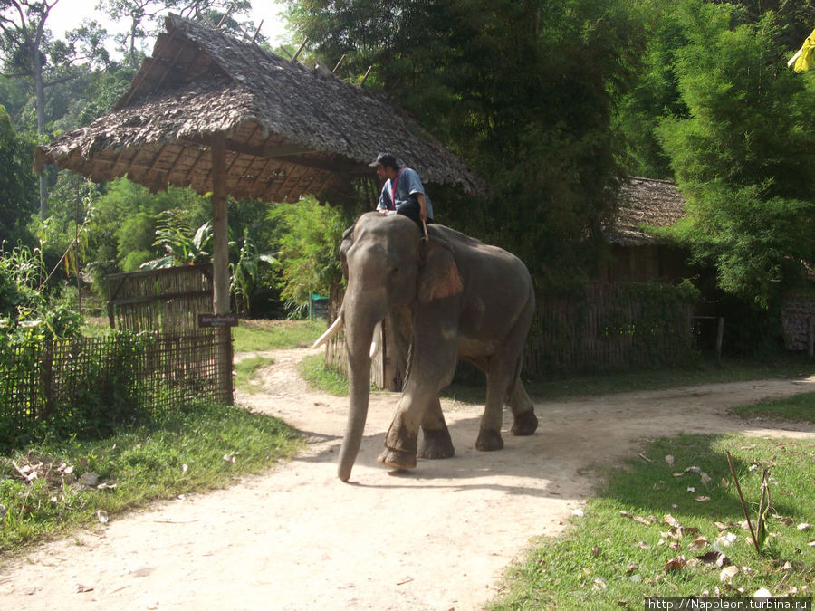 Человеческий зоопарк Чиангмай, Таиланд