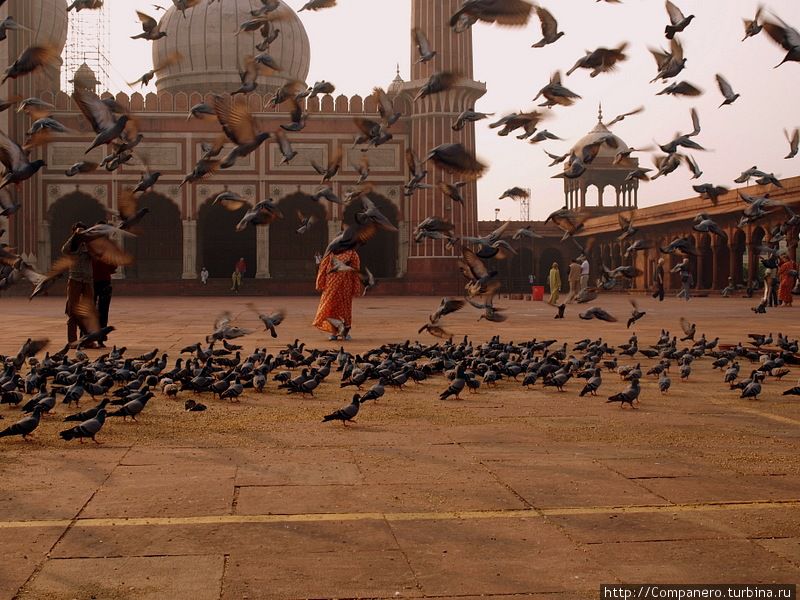 Мечеть Джама Масджид — самая большая в Индии Дели, Индия