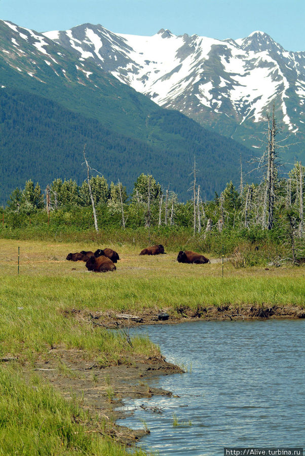 Бизоны на привале. Штат Аляска, CША