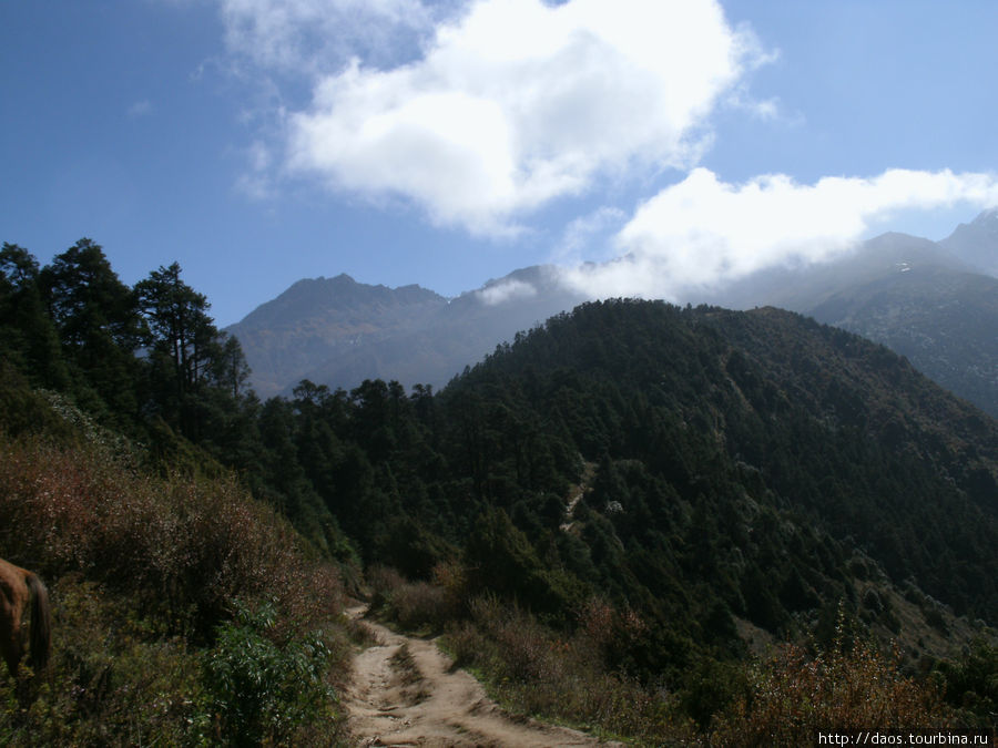 На гребне между соснами и рододендронами - Чолангпати Госайкунд, Непал