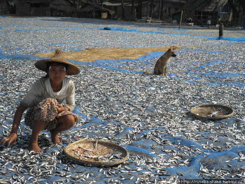 Рыбацкая деревушка. Сушка рыбы Нгапали, Мьянма