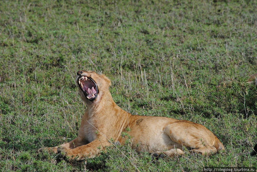 Акуна матата, или даешь сафари! 12.2010 Часть двенадцатая. Серенгети Национальный Парк, Танзания