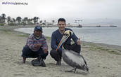 Местный делец, который продает рыбу для кормления пеликанов :-)