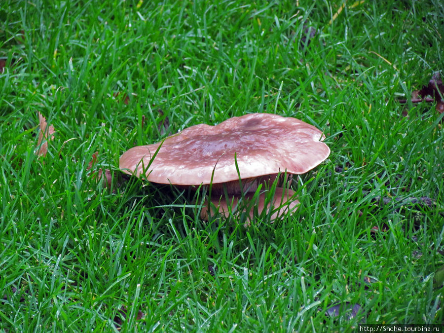 ... и грибы, причем, похоже, съедобные, и много. Анна-Павловна, Нидерланды