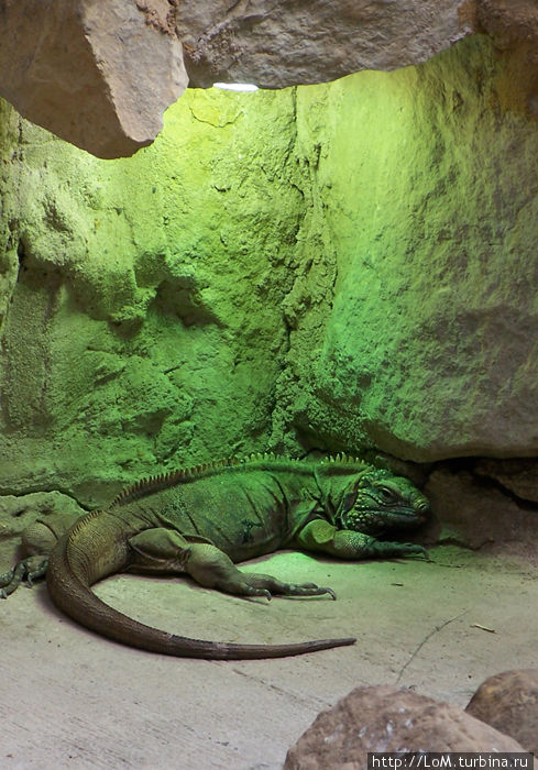 Варанчик Варанчик