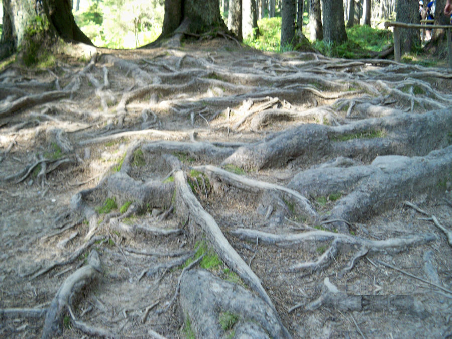 Корни смерек Корни смерек