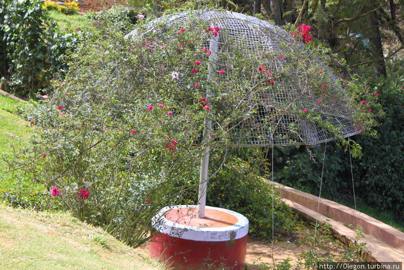 Розовый сад в несезон Ути, Индия