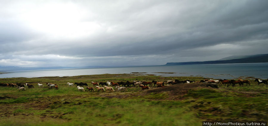 Исландские лошади Олафсвик, Исландия