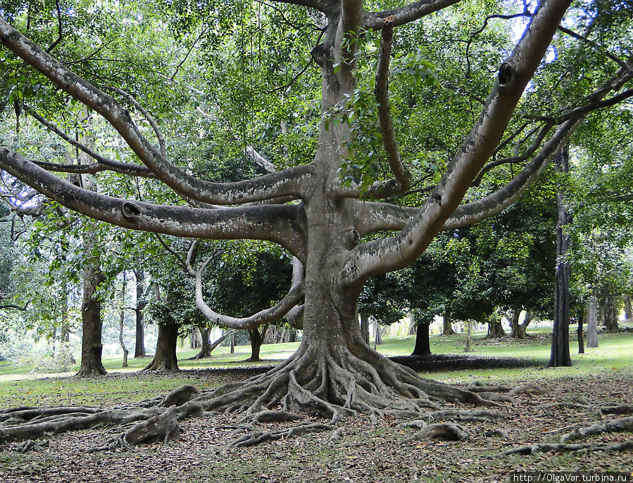 Рукастое дерево — оно словно спрут протягивает к вам свои ветви-щупальцы Перадения, Шри-Ланка
