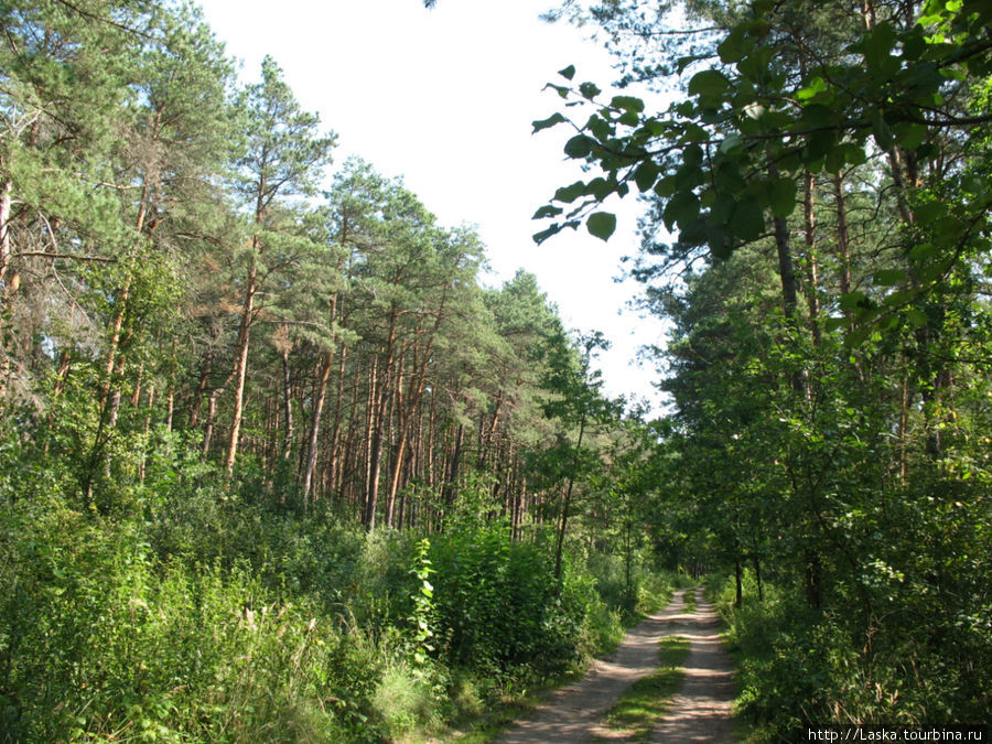 в лесу, кроме сосен, еще растут березы, дубы, рябина, черная ольха Шацк, Украина
