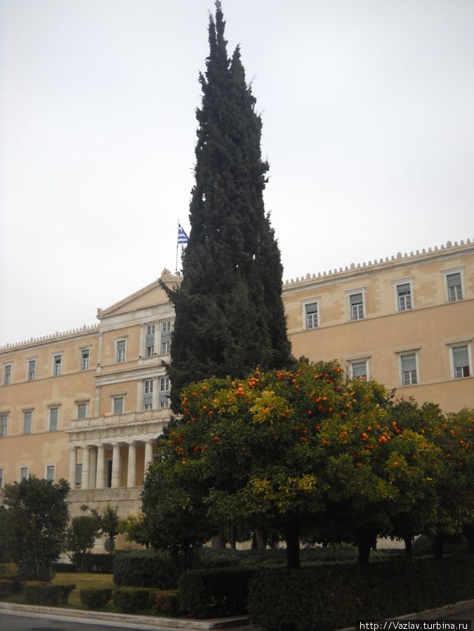 Мандарины тут как тут Мандарины тут как тут