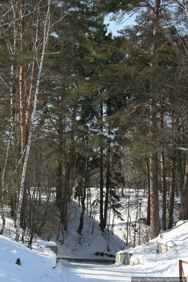 Лес еще спит под снежным покрывалом Одинцово, Россия