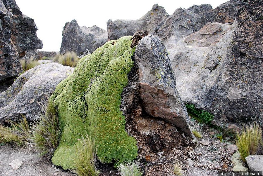 В Каменном лесу свои модницы В Каменном лесу свои модницы