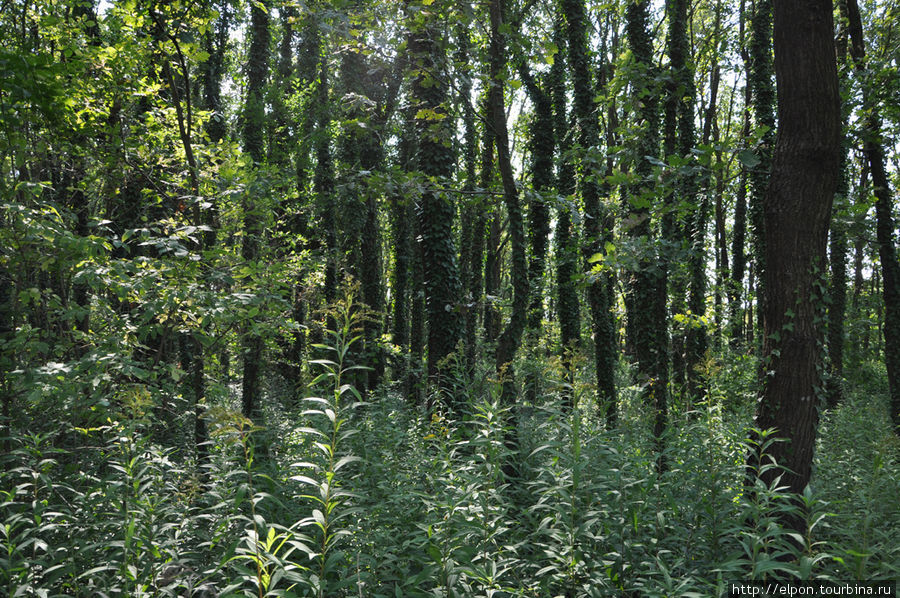 Деревья, увитые плющом Залакарош, Венгрия