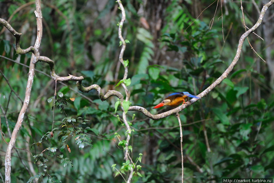 За птицами в джунгли Сепилок, Малайзия
