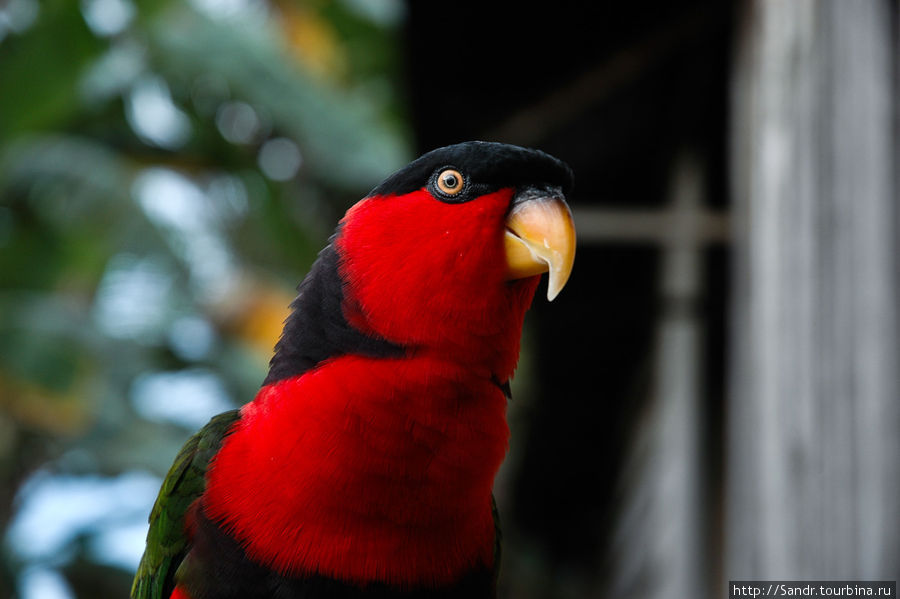 Рядом с Даброй водятся экзотические птицы. Папуа, Индонезия