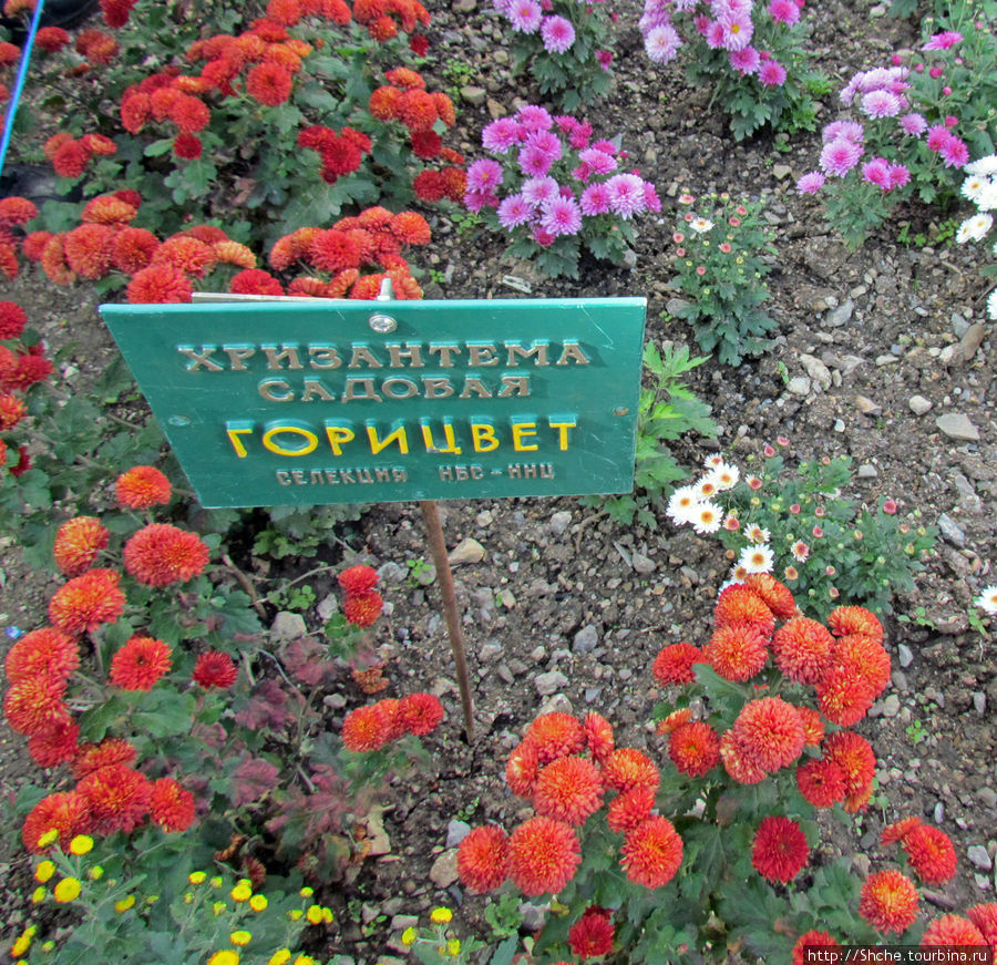 Никитский Ботанический Сад Никита, Россия