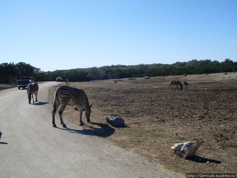 Зебры, козлы и прочие — рядом с вереницами машин. Сан-Антонио, CША