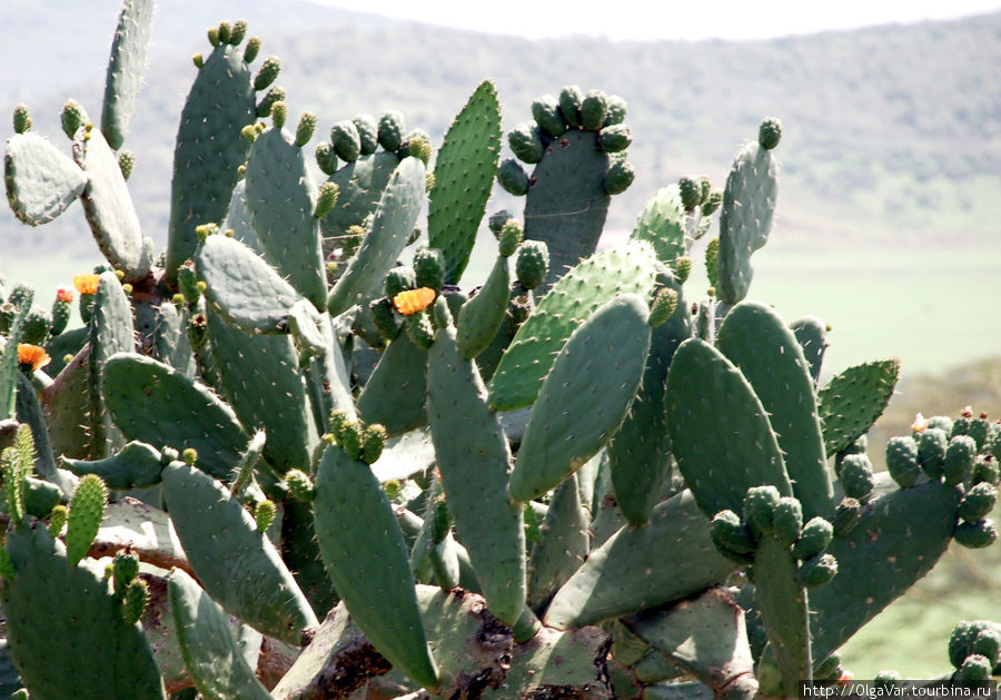 Ёлки-кактусы здесь кустистые Провинция Рифт-Валли, Кения