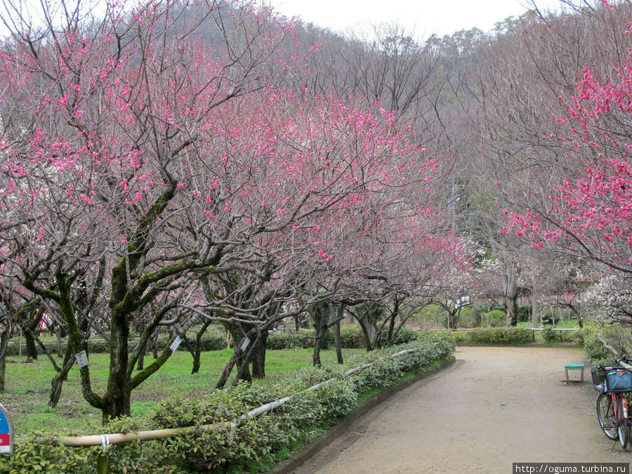 Байрин парк - старый парк с цветущей японской сливой в Гифу
